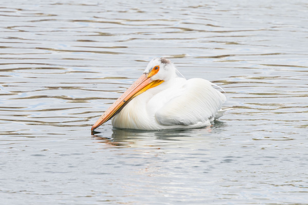 American White Pelican - ML619495595