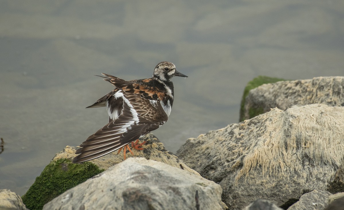 Ruddy Turnstone - Theo de Clermont