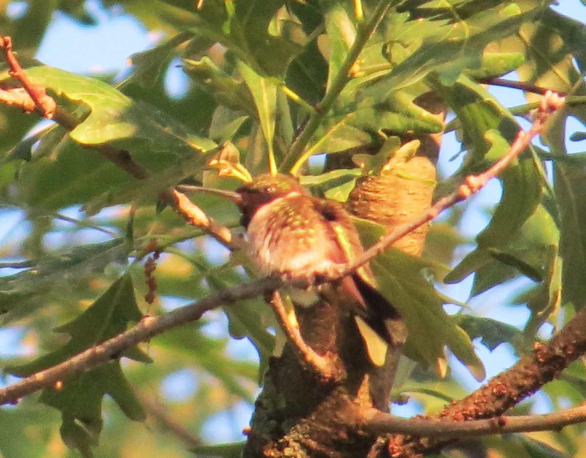 Ruby-throated Hummingbird - Vivek Govind Kumar