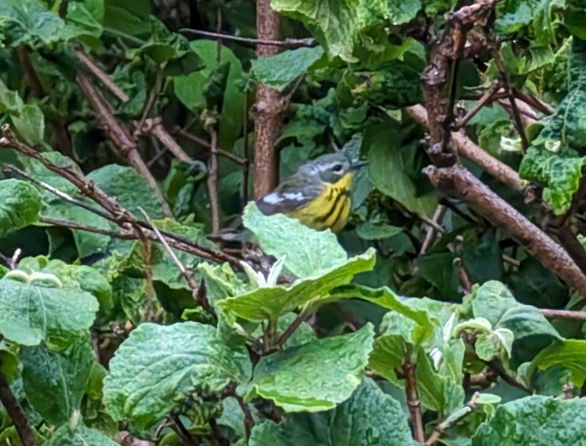 Magnolia Warbler - ML619495604