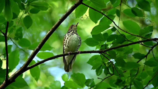 Wood Thrush - ML619495612