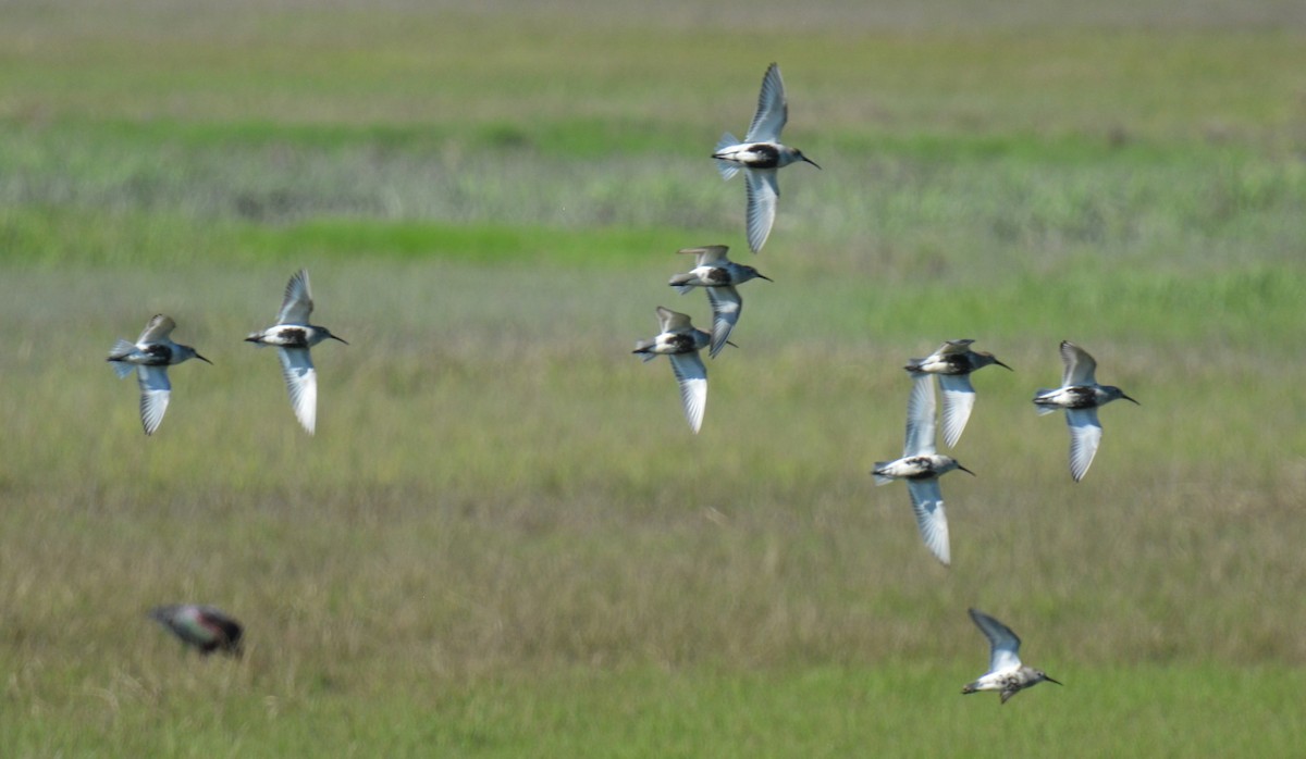 Dunlin - Micky Komara