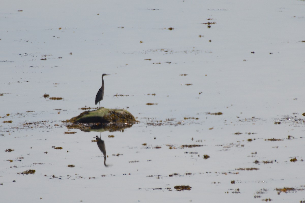 Great Blue Heron - Rick Beaudon