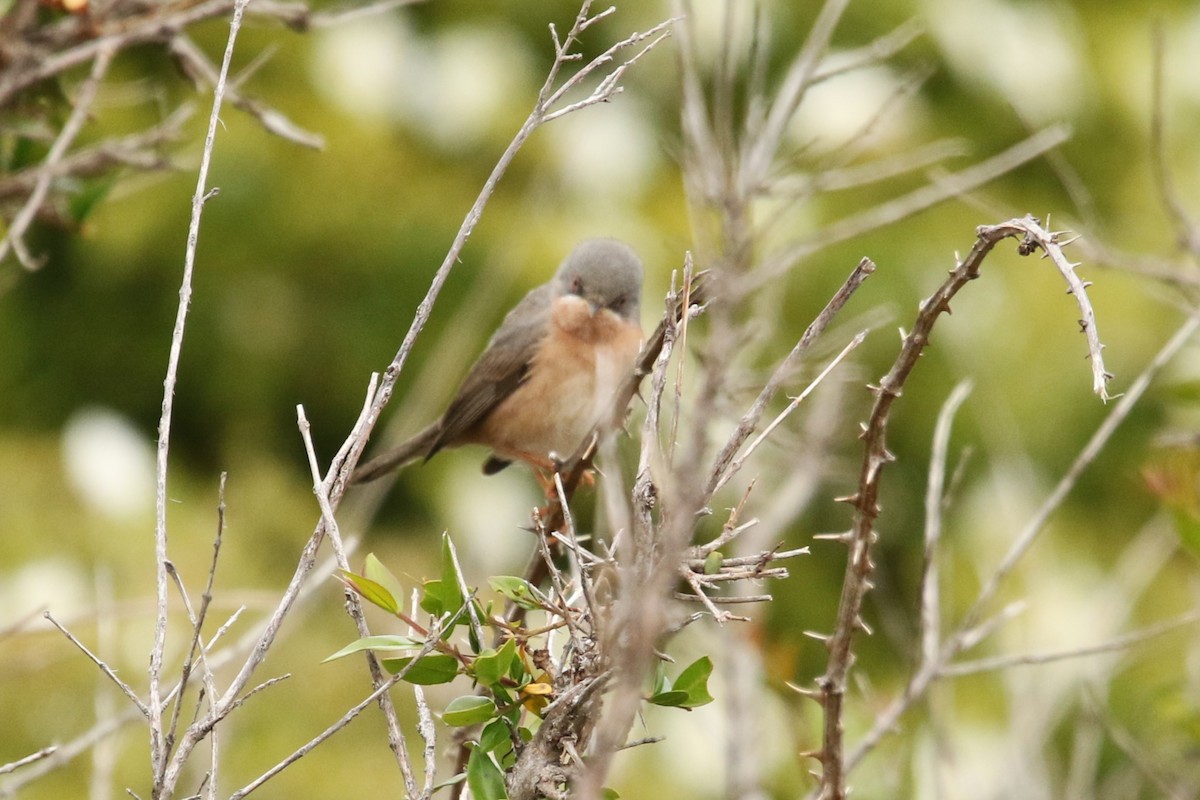 Moltoni's Warbler - Rüdiger Reitz