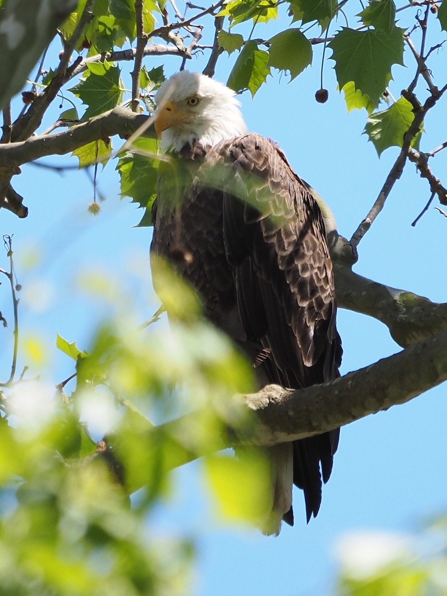 Bald Eagle - Bill Kunze