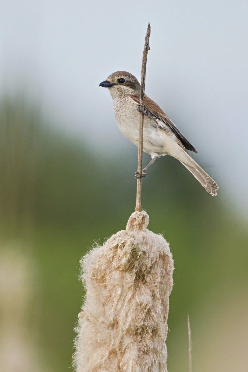 Red-backed Shrike - Radek Ošlejšek