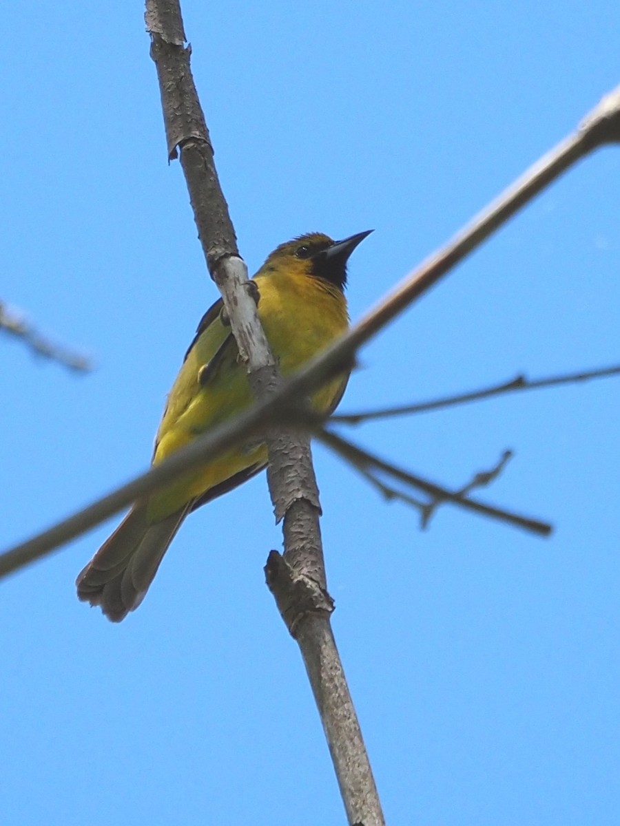 Orchard Oriole - Bill Kunze