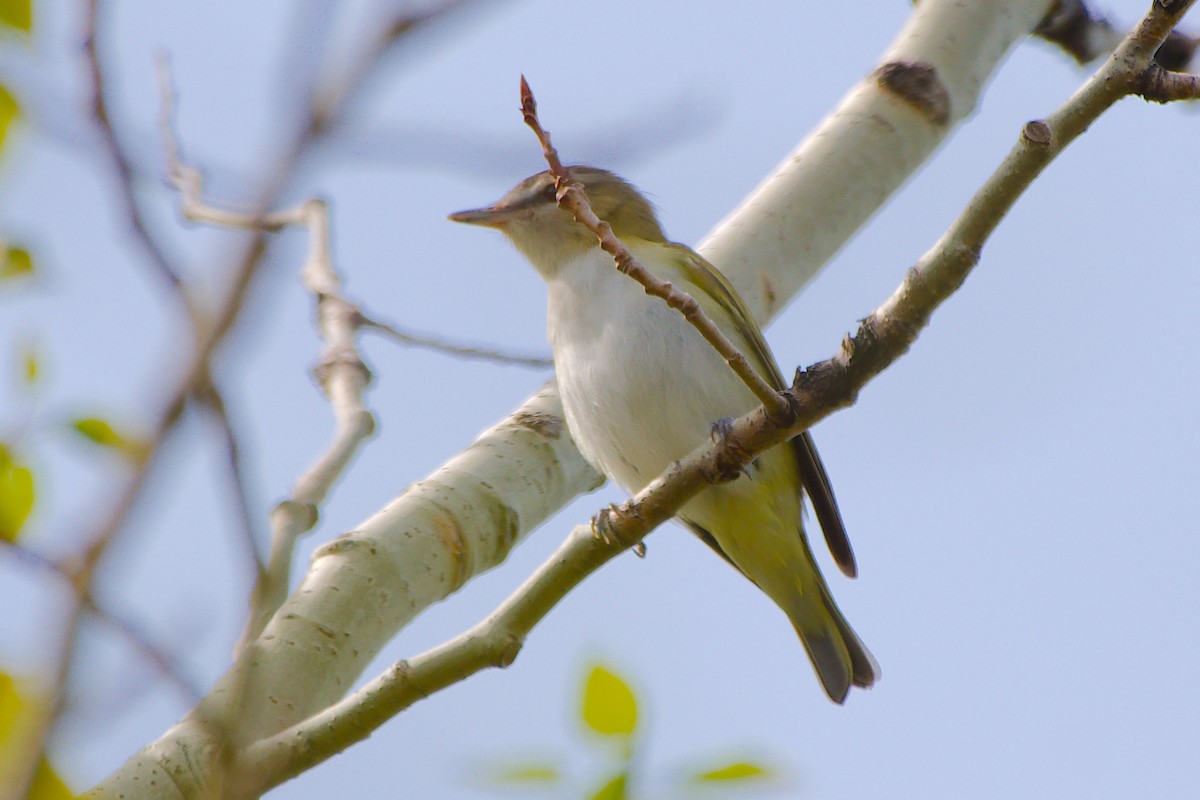 Red-eyed Vireo - Rick Beaudon