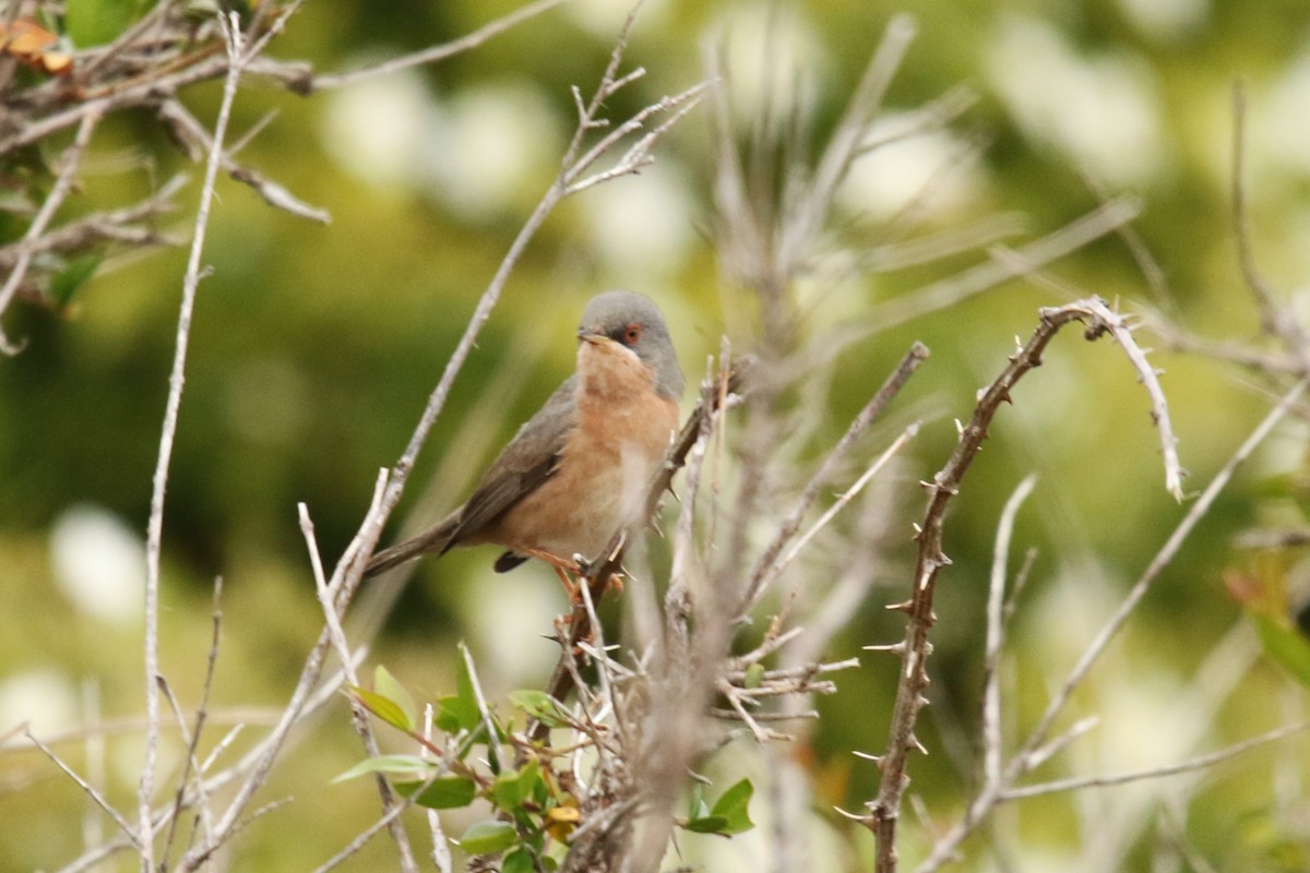 Moltoni's Warbler - Rüdiger Reitz