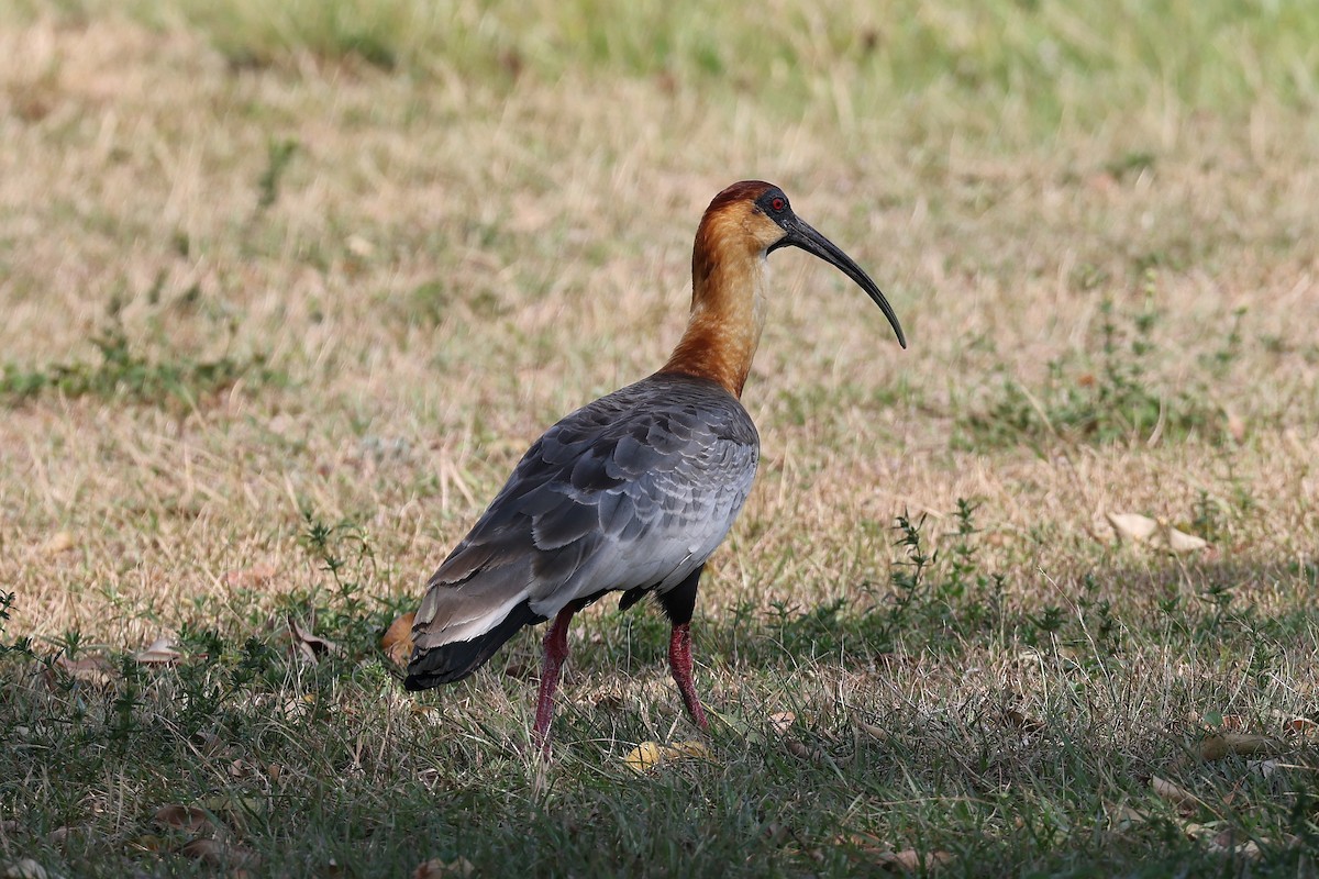 Buff-necked Ibis - Hubert Stelmach