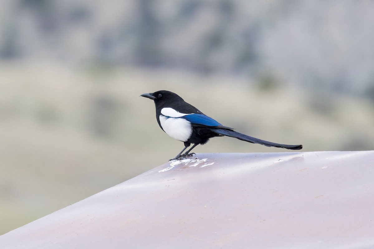 Black-billed Magpie - Elliott Ress