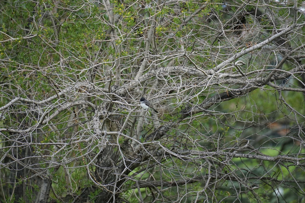 Eastern Kingbird - Danielle Gimbal