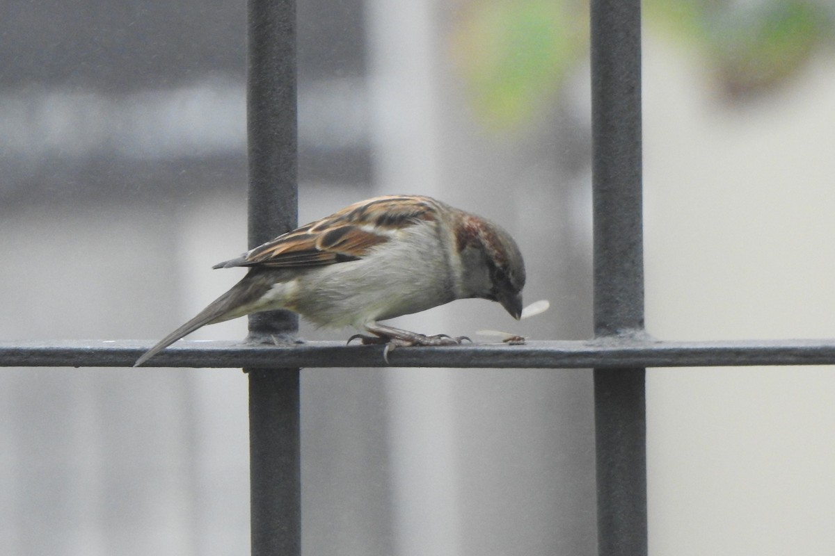 House Sparrow - Diego Castelli