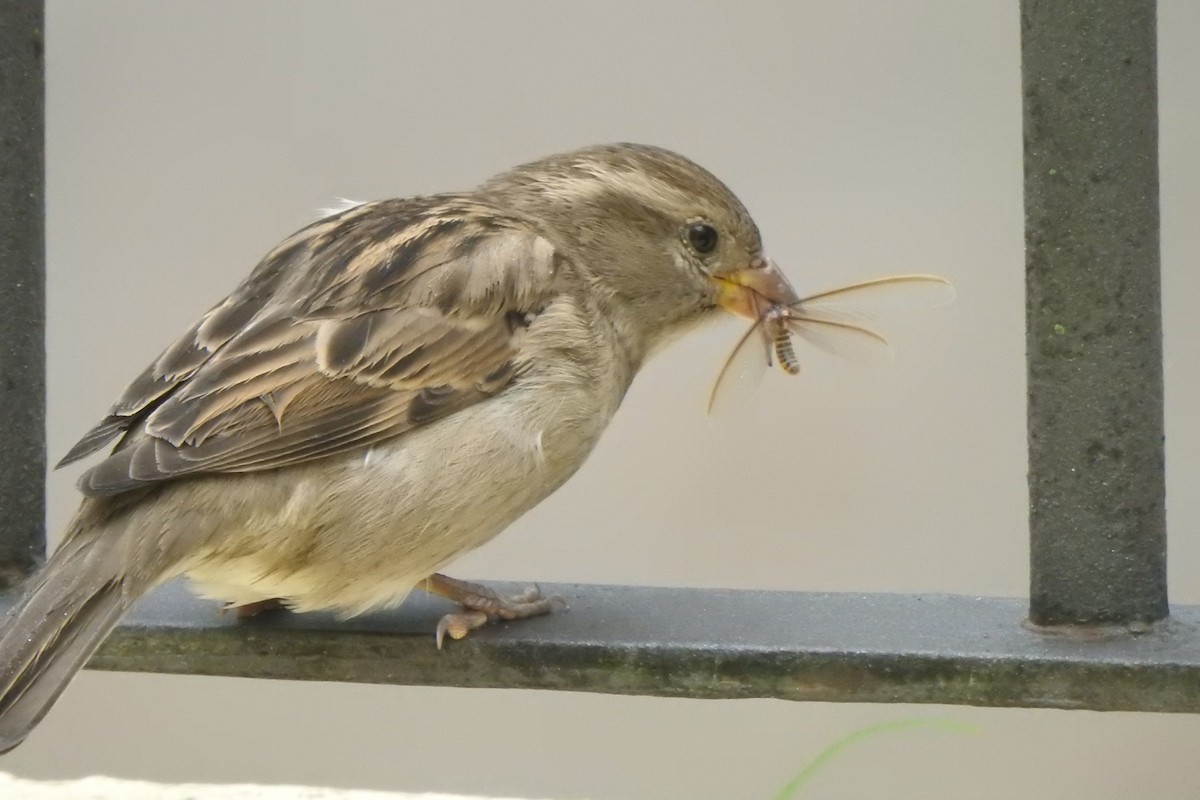 House Sparrow - ML619495664