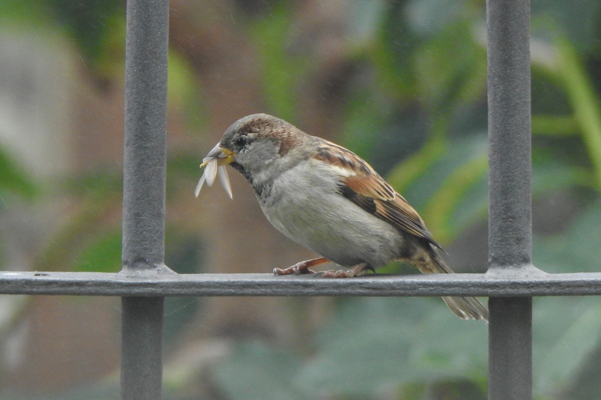 House Sparrow - Diego Castelli