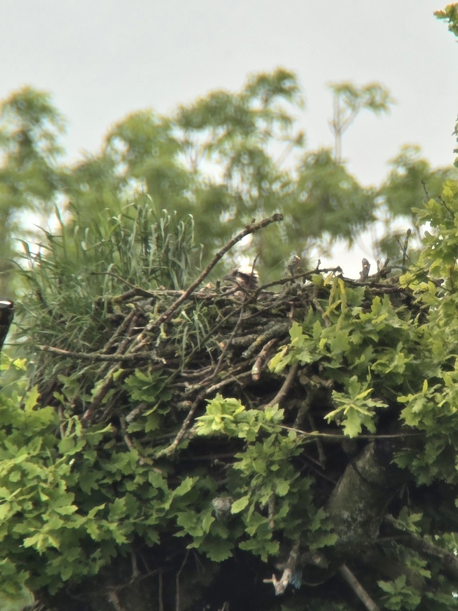 Osprey - Toby Carter