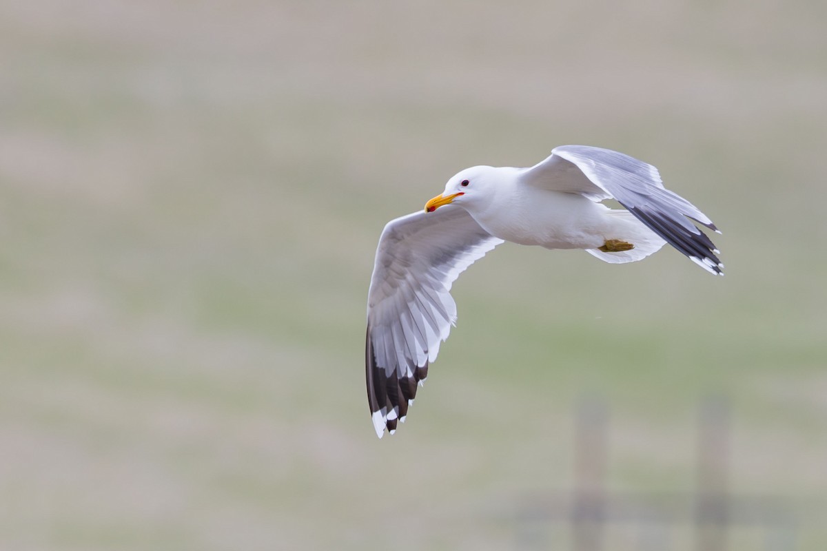 California Gull - Elliott Ress