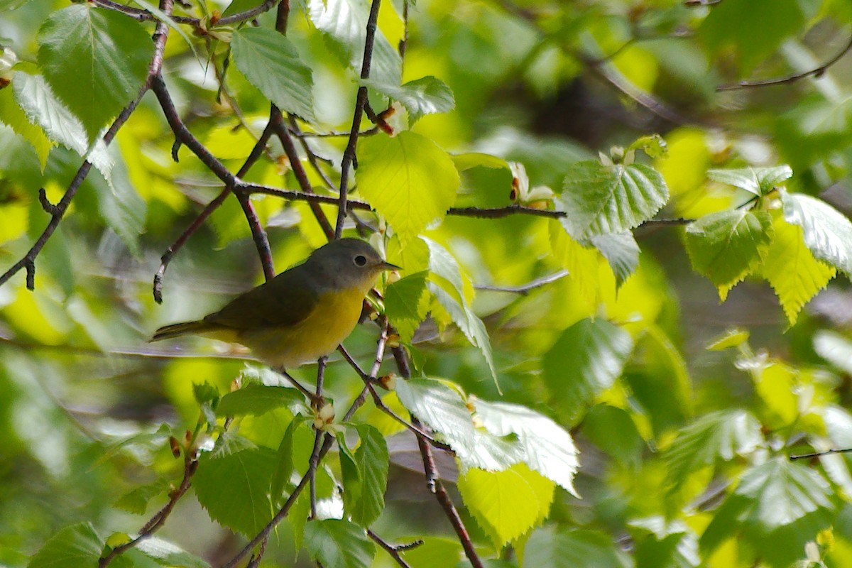 Nashville Warbler - Rick Beaudon