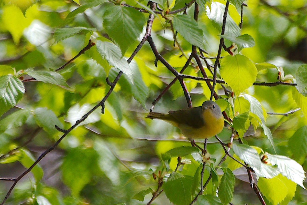 Nashville Warbler - Rick Beaudon