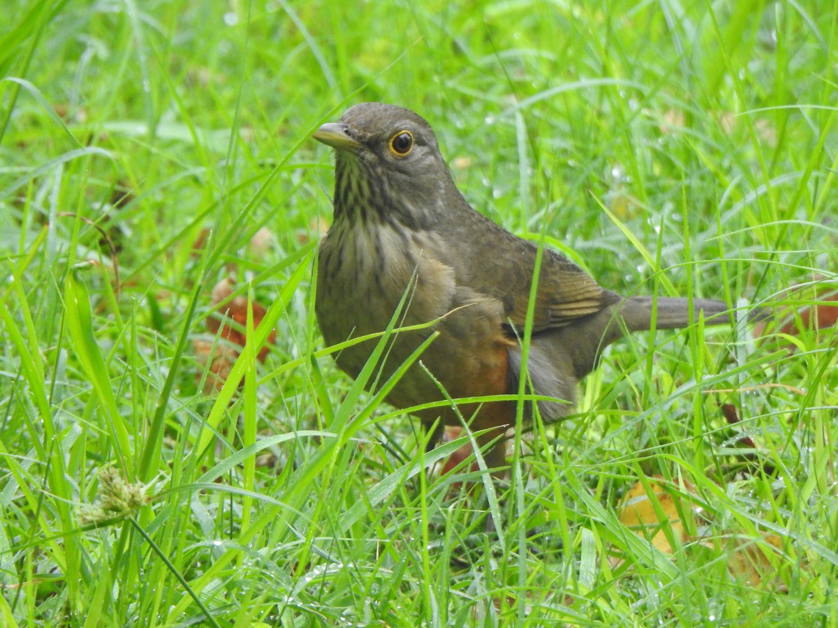 Rufous-bellied Thrush - Diego Castelli