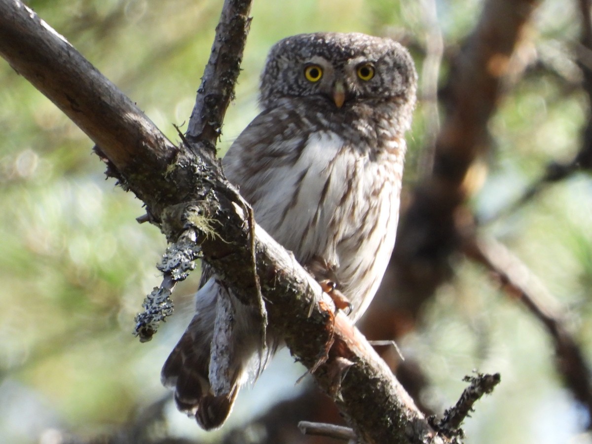 Eurasian Pygmy-Owl - Mike Thelen