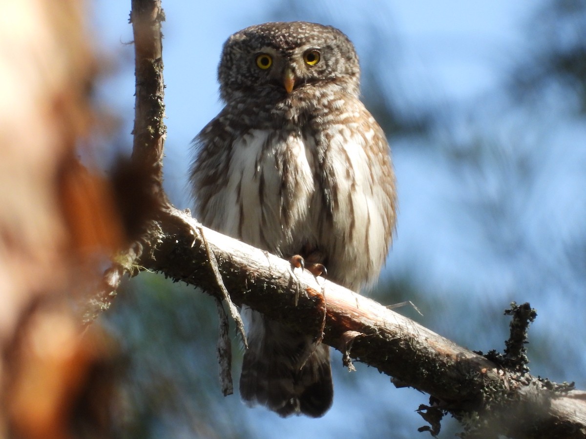Eurasian Pygmy-Owl - Mike Thelen