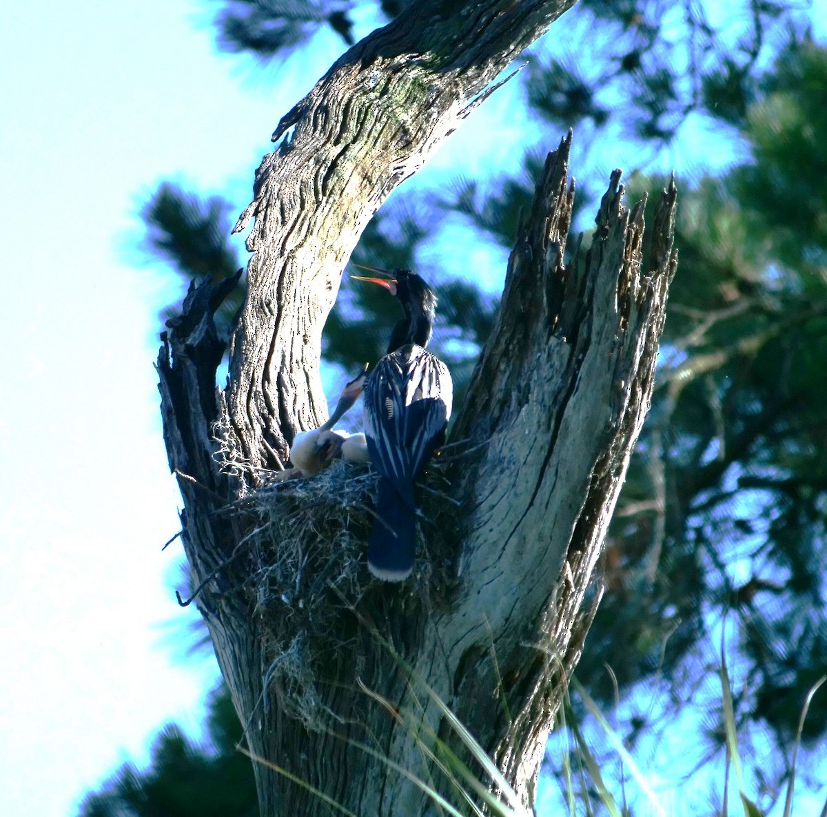 Anhinga - Jennifer Jerome