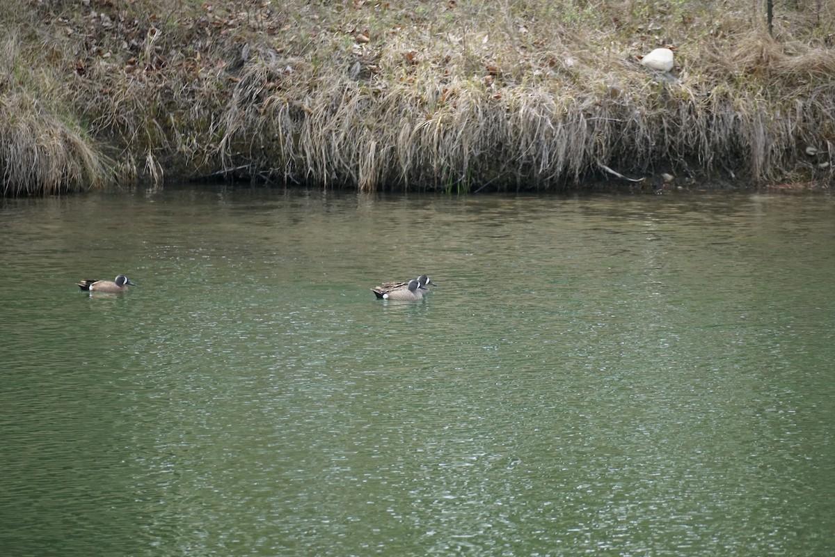 Blue-winged Teal - Danielle Gimbal