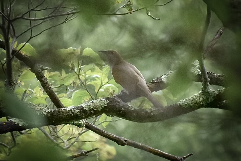 Black-billed Cuckoo - Joseph Trezza