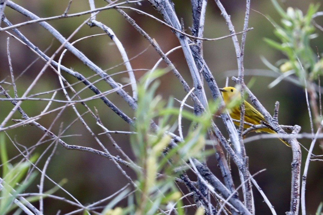 Yellow Warbler - JoAnn Dalley