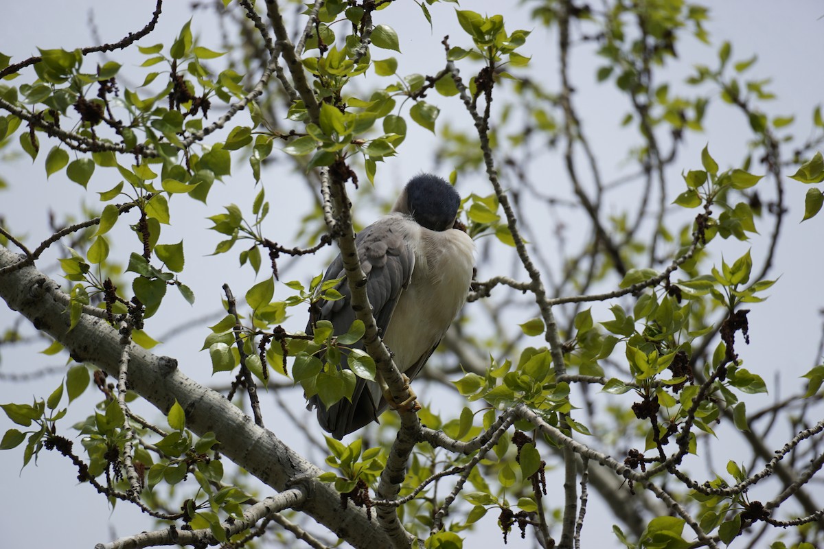 Black-crowned Night Heron - Danielle Gimbal