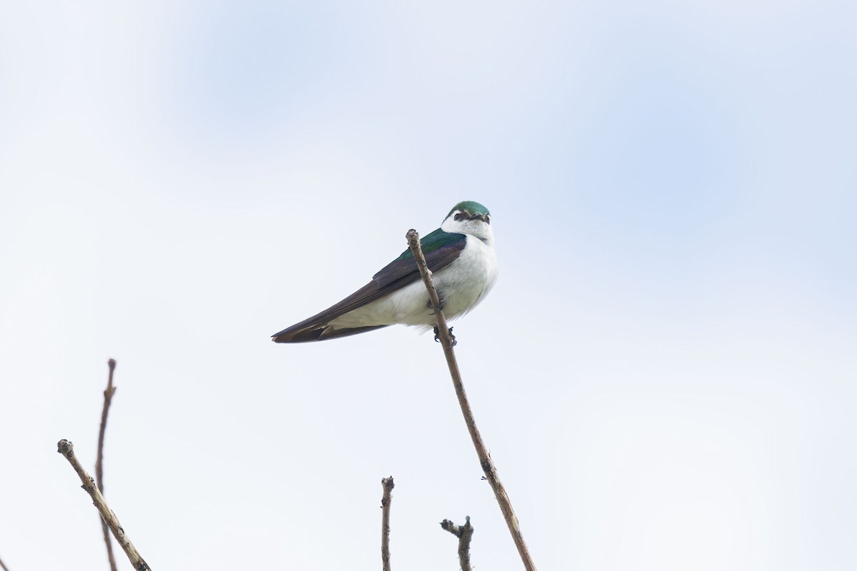 Violet-green Swallow - Elliott Ress