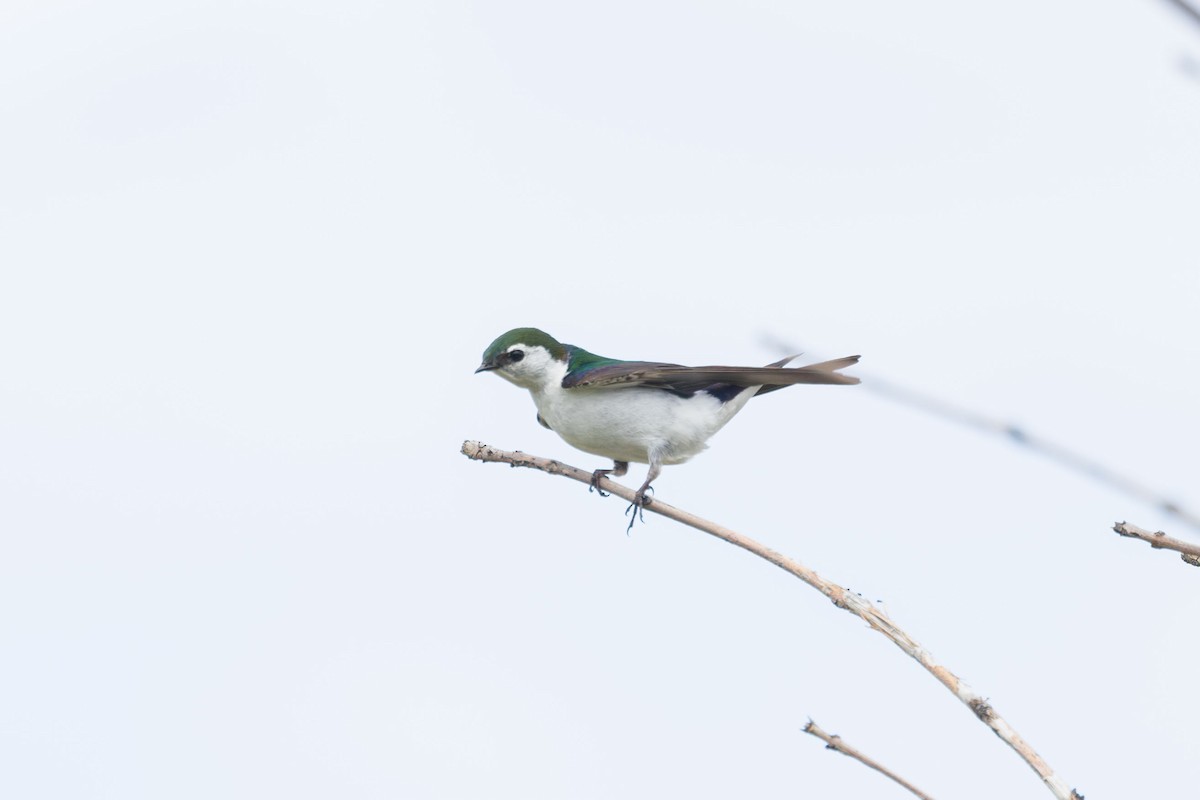 Violet-green Swallow - Elliott Ress