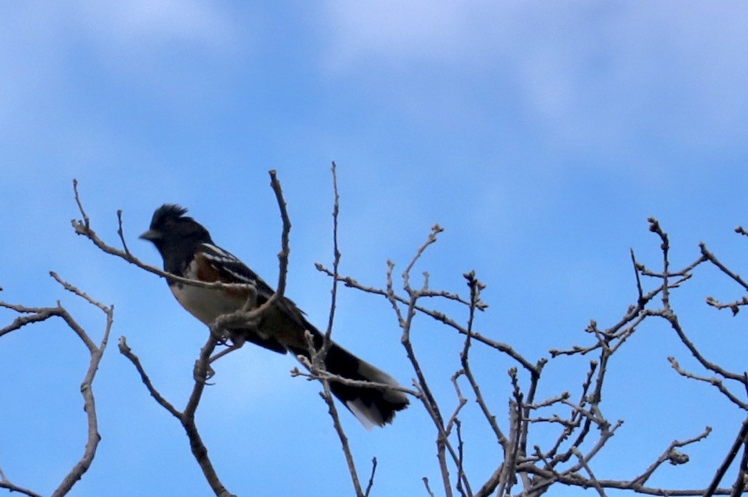 Black-headed Grosbeak - JoAnn Dalley