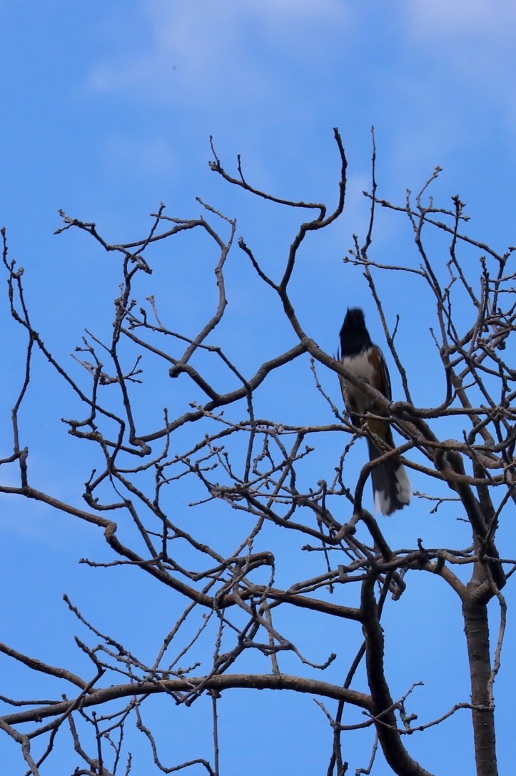 Black-headed Grosbeak - JoAnn Dalley