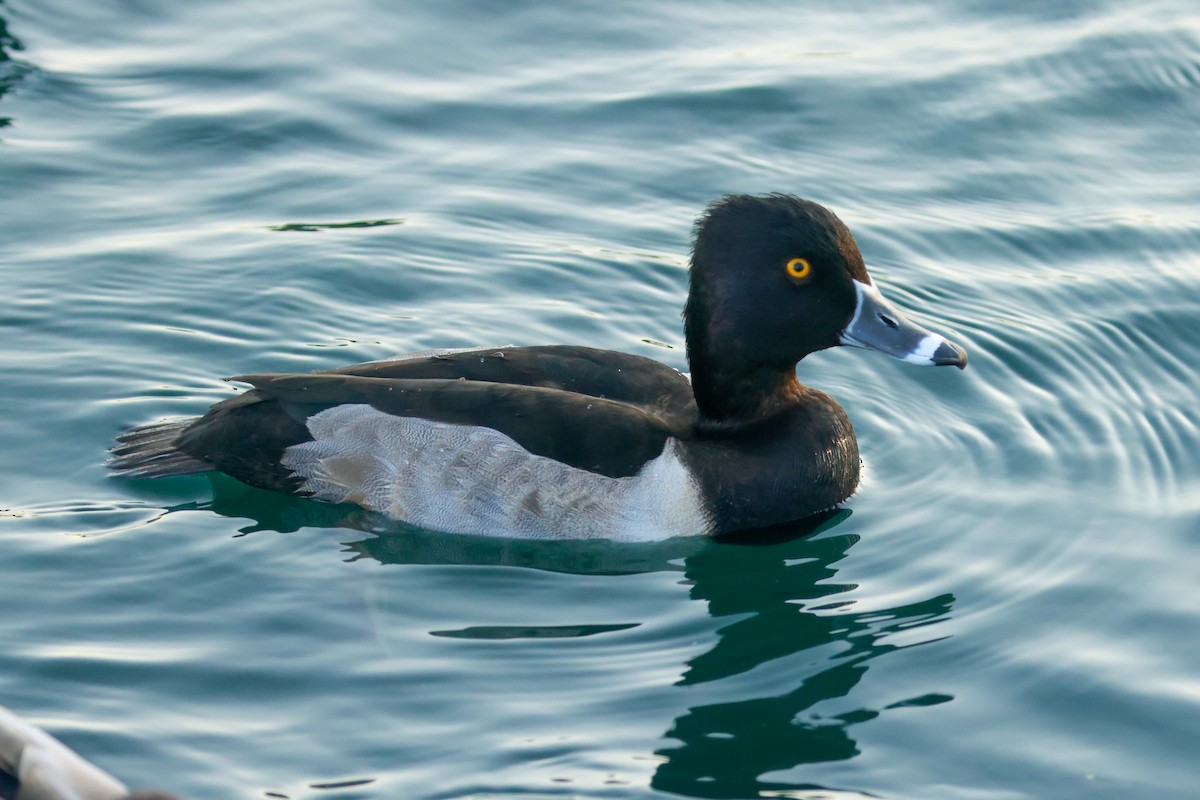 Ring-necked Duck - Joey McCracken