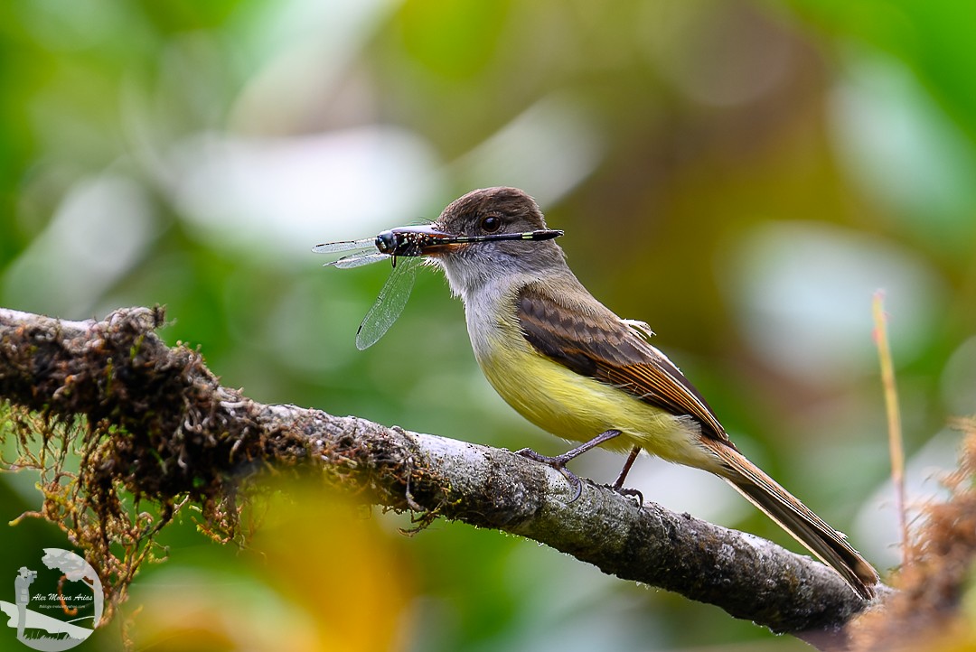 Dusky-capped Flycatcher - Alex Molina