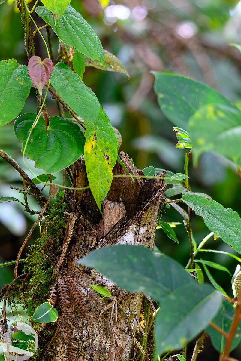 Dusky-capped Flycatcher - Alex Molina