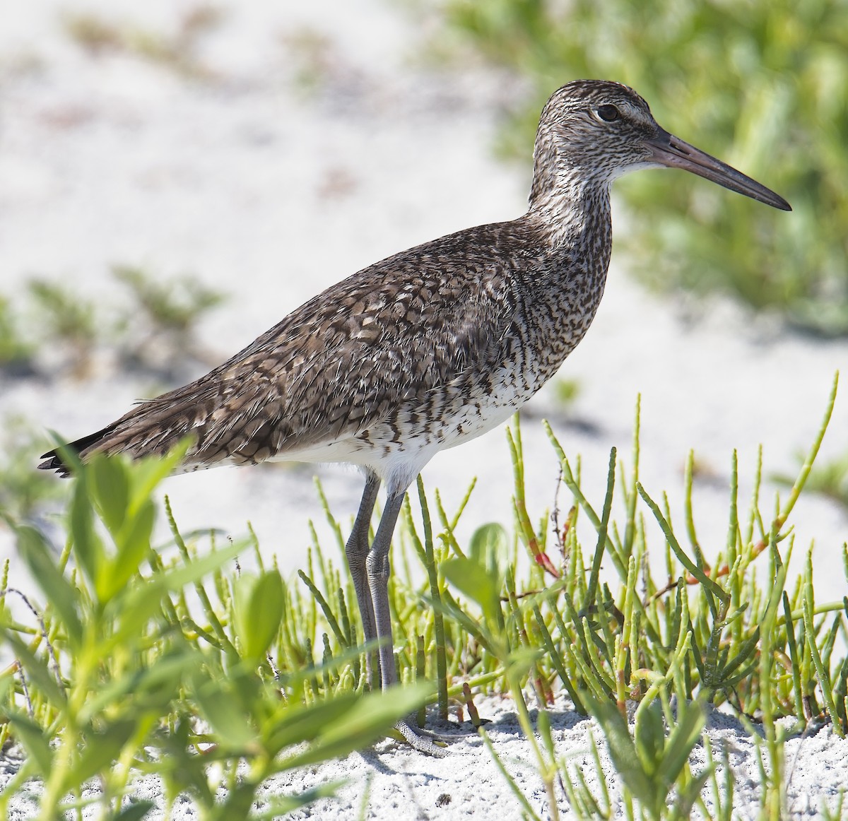 Willet - Robert Oberfelder