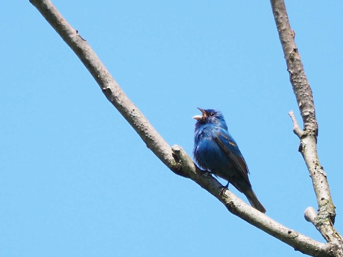 Indigo Bunting - Bill Kunze