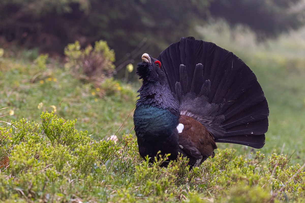 Western Capercaillie - Lukas Sekelsky