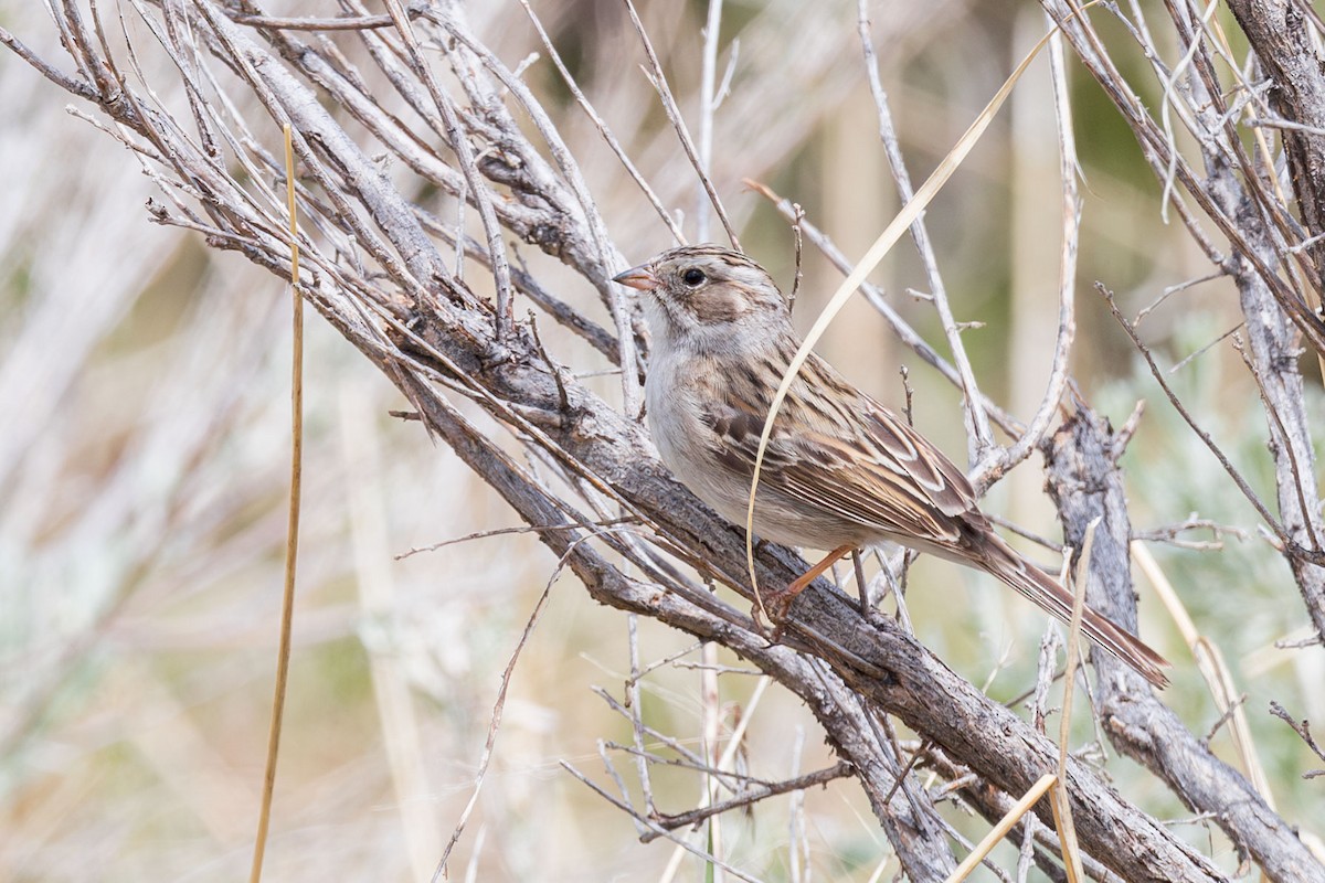 Brewer's Sparrow - ML619495737