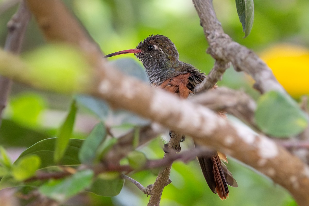 Amazilia Hummingbird - Lutz Duerselen