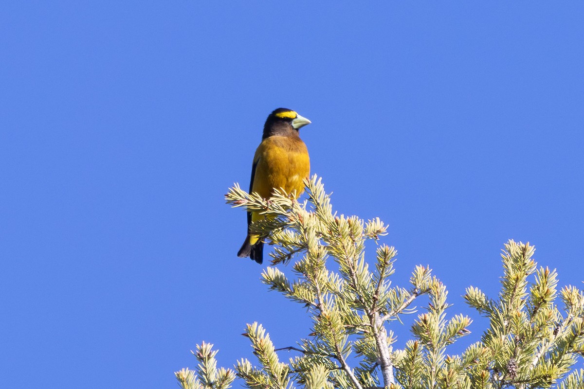 Evening Grosbeak - Elliott Ress