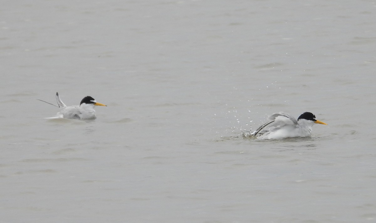 Least Tern - Jeff Miller