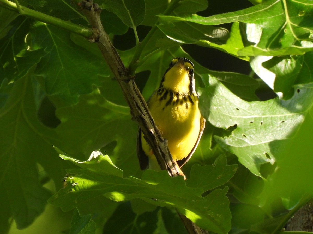 Canada Warbler - Leah Kmiecik