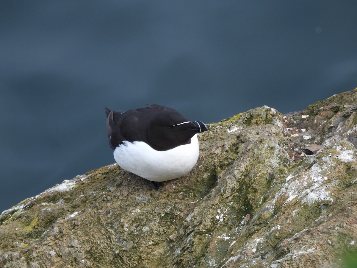 Razorbill - Mark Smiles