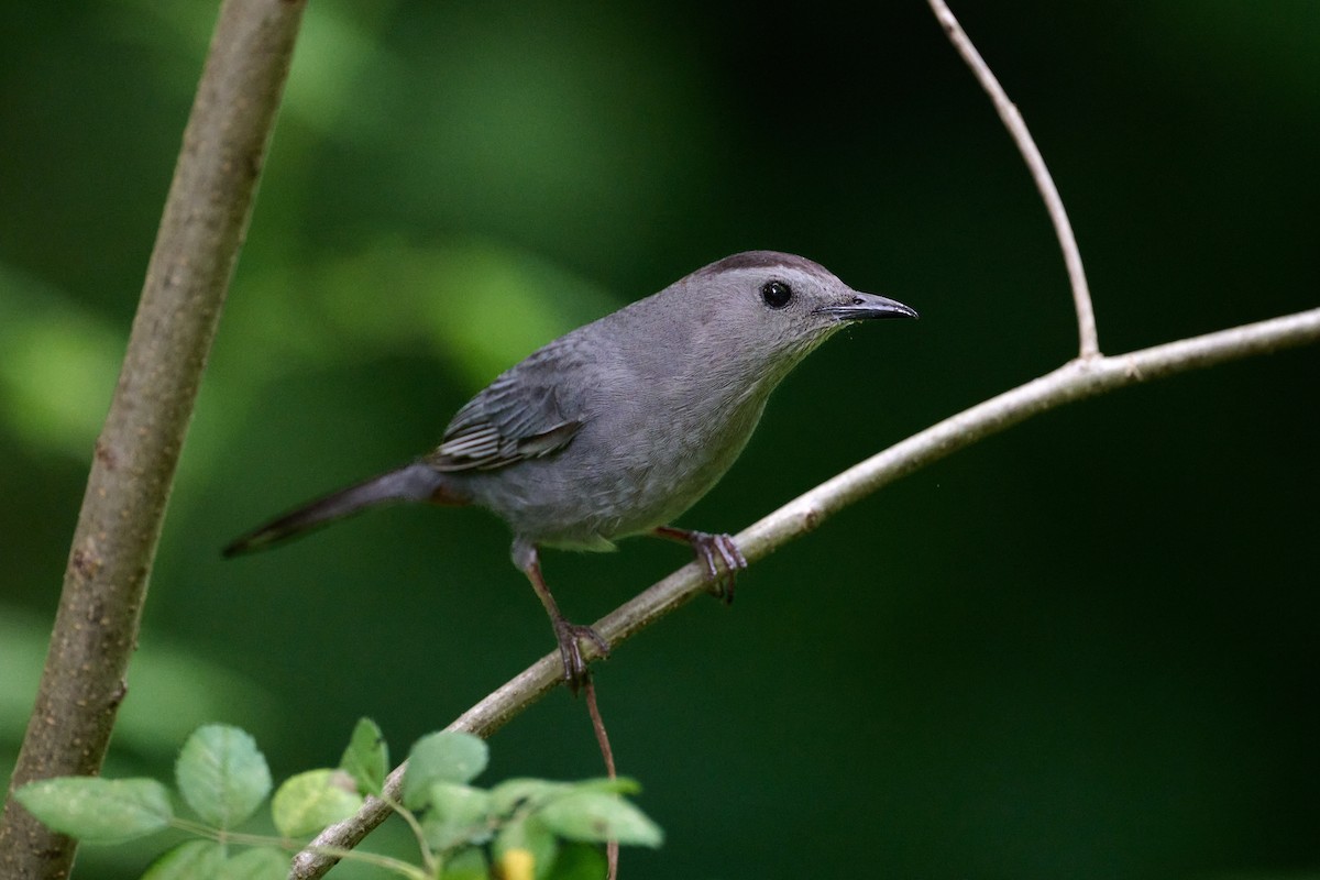 Gray Catbird - Nels Garrison