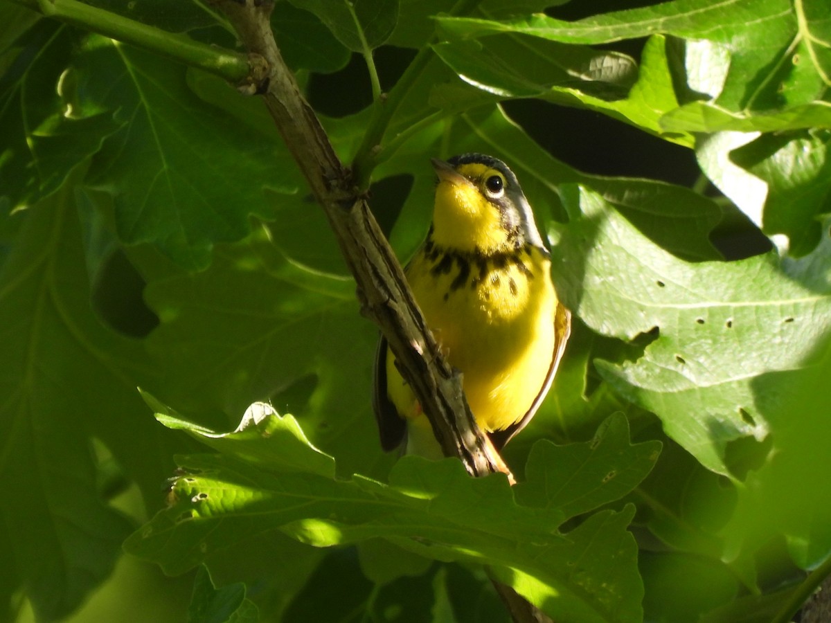 Canada Warbler - Leah Kmiecik