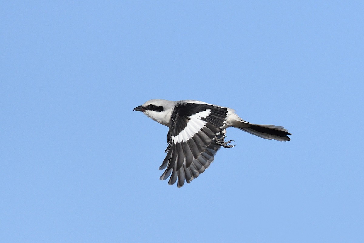 Great Gray Shrike - Oleksandr Nastachenko